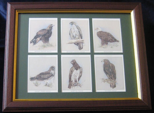 Mounting & framing Kit for 6 Large Cigarette Cards